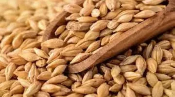 نمو الطلب الصيني والتركي يعزز استقرار سوق الشعير الأوكراني رغم نقص المعروض